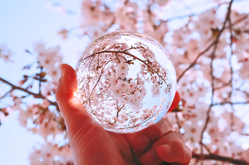Sakura Japan