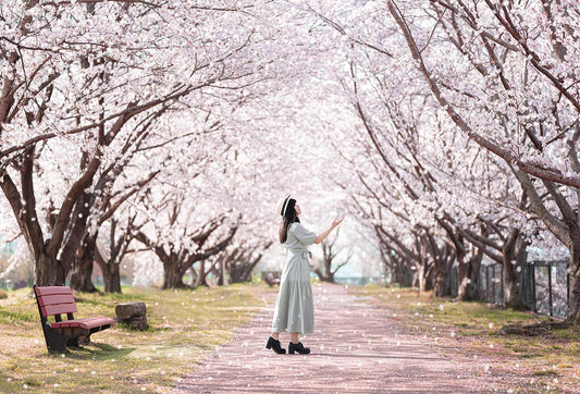 Best Cherry Blossom Spots in Japan