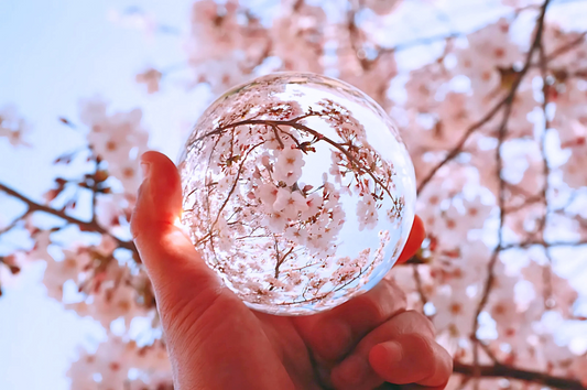 Sakura Japan