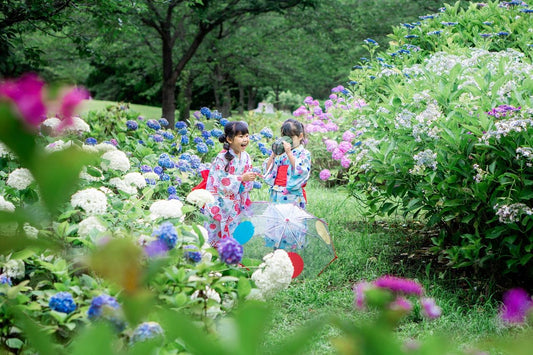 hydrangeas